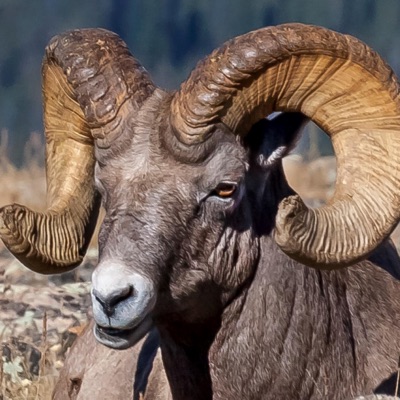 Big Horn Sheep