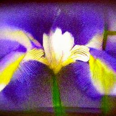 iiris