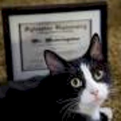 Weekend at meowingtons