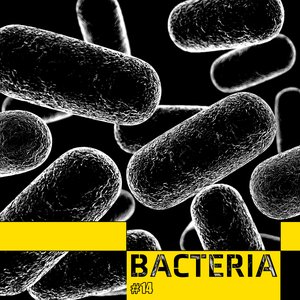 Bacteria