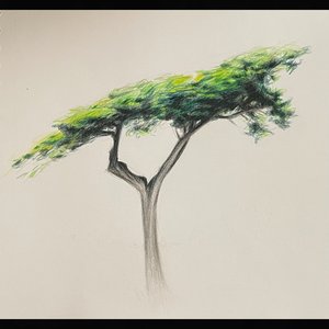 When the Wind Blew Through Your Branches