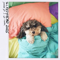Sleepyhead 2025