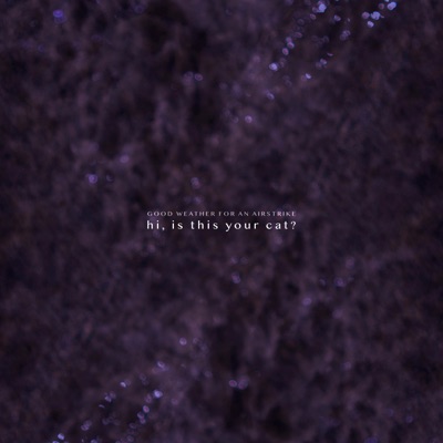 hi, is this your cat?