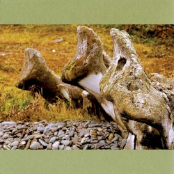 Птицы Наукана (Birds of Naukan)