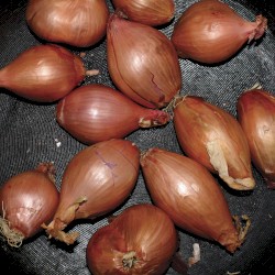 Fried Shallots